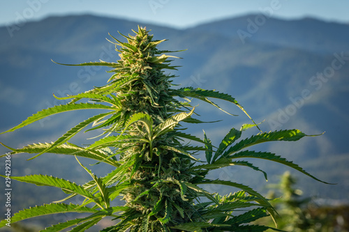 Close-up of marijuana flower bud on a farm in the hills above Ashland Oregon on a beautiful summer morning