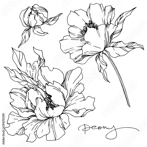 Vector Peony floral botanical flowers. Black and white engraved ink art. Isolated peonies illustration element.