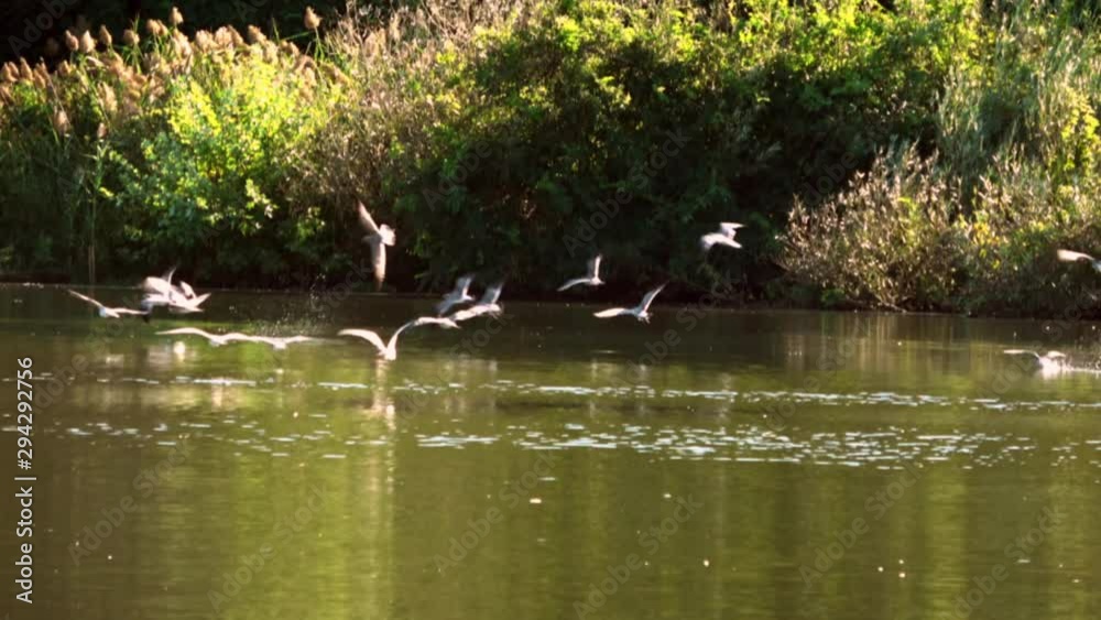 Seagulls fly just above surface of pond then land splashing the surface and take off again. Seagulls fly just above surface of pond then land splashing the surface and take off again.