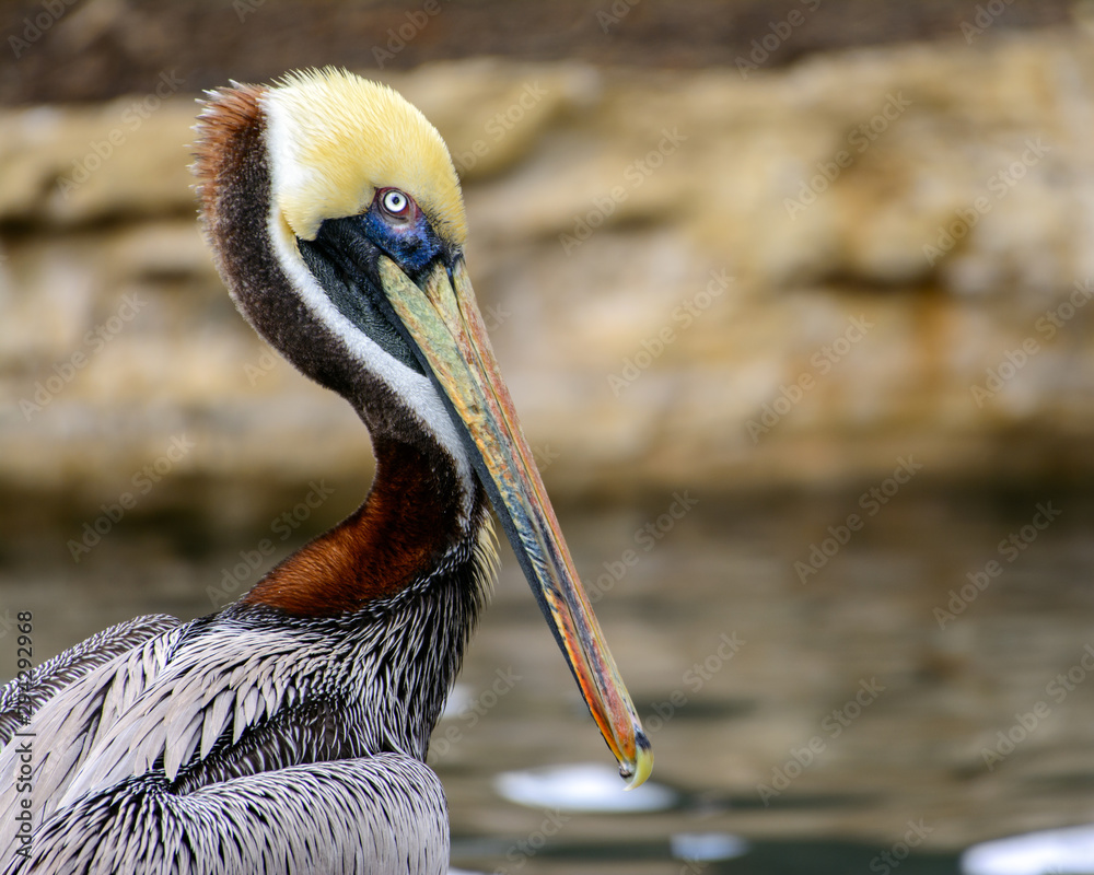 Fotografie Brown pelican (Pelecanus occidentalis)