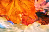 Yellow autumn maple leaf touches the ripples of transparent water on background of other colorful maple leaves. Close up