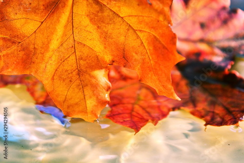 Yellow autumn maple leaf touches the ripples of transparent water on background of other colorful maple leaves. Close up