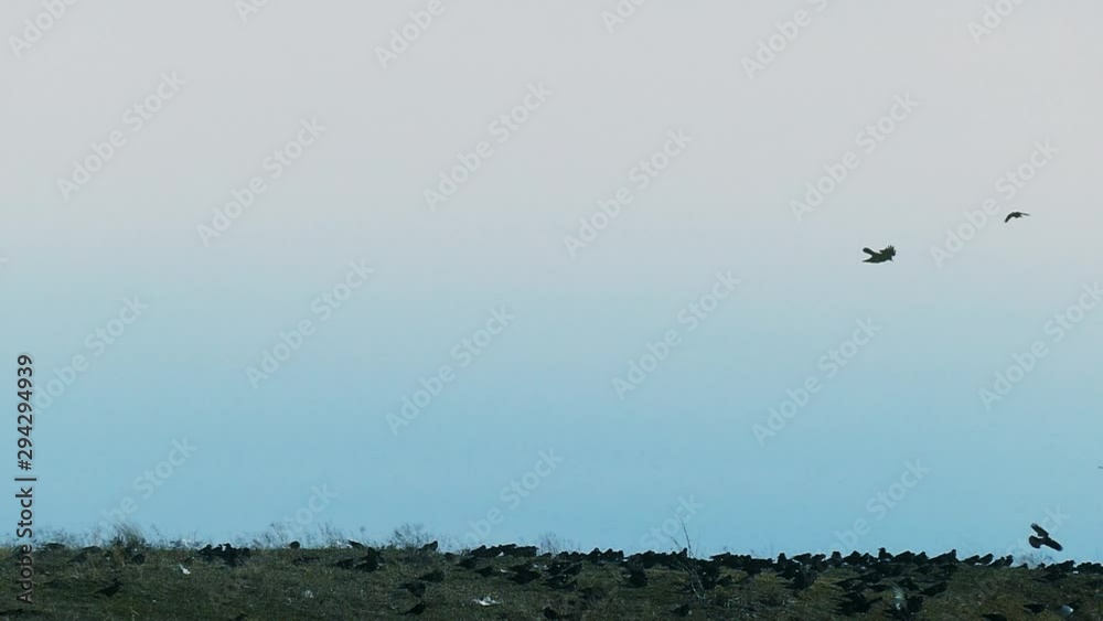 Silhouettes of a flock of wild birds copy space. Crows pattern for design. Silhouettes of a flock of wild birds copy space. Crows pattern for design.
