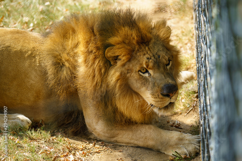 African Lion in Zoo habitat  Montgomery AL