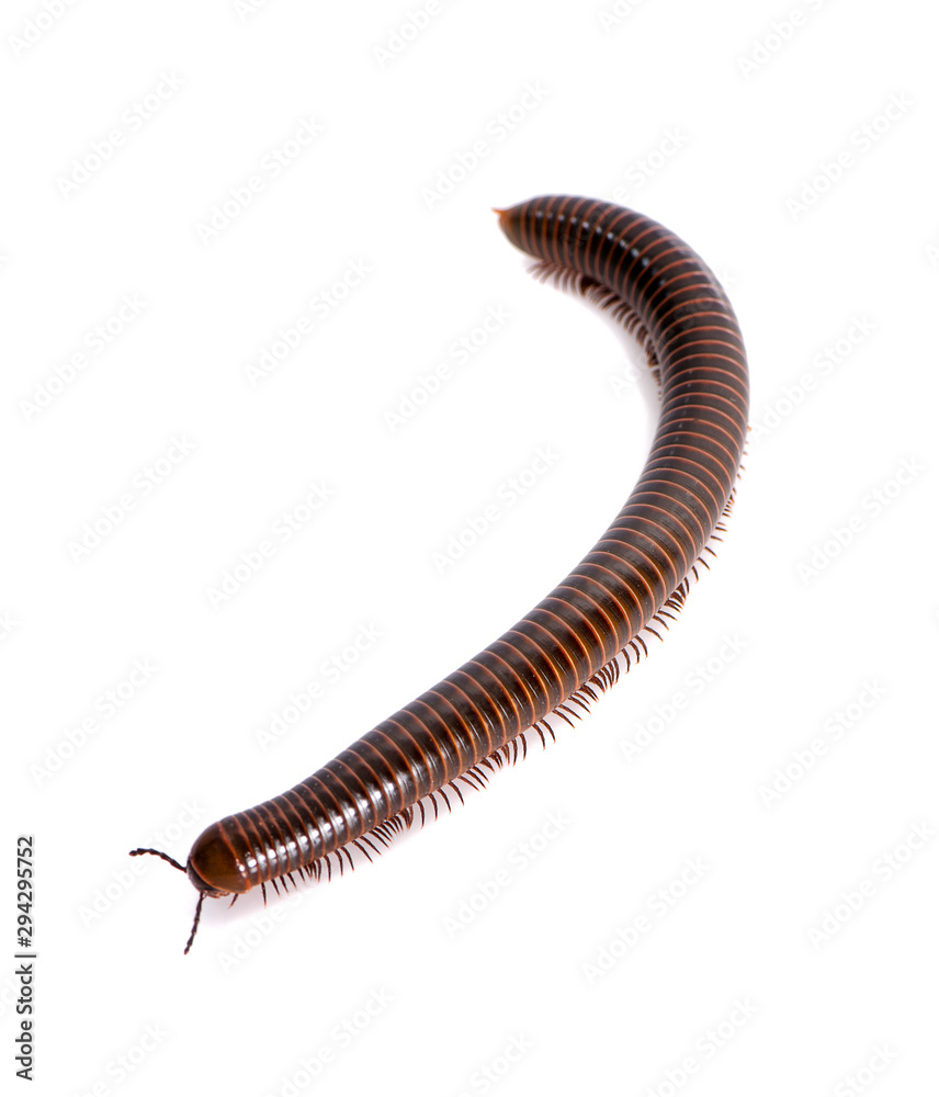 a single millipede, the white background a single millipede, the white background
