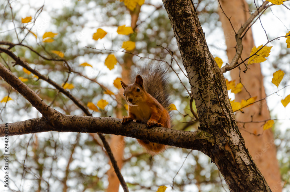 A squirrel sits on a tree branch in summer. A squirrel sits on a tree branch in summer.