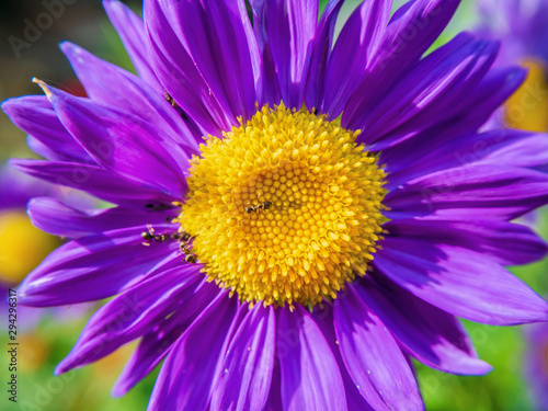 a few ants work on a purple Aster with a yellow center. close up