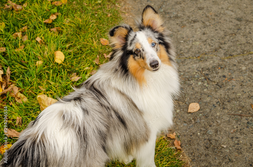 A three-color collie dog with eyes of different colors. A redhead autumn and dog.