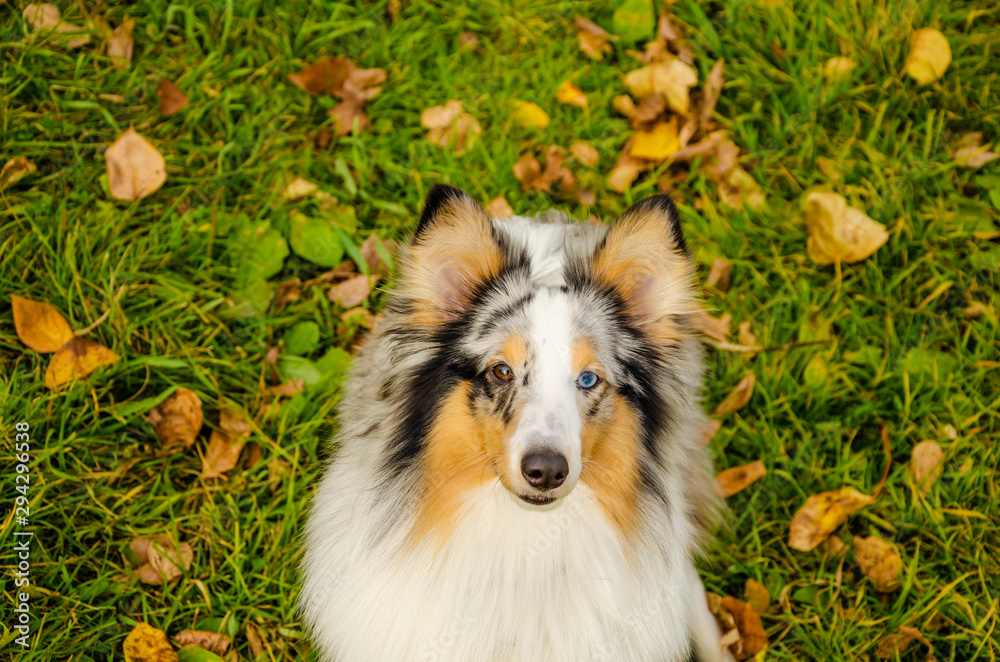 A three-color collie dog with eyes of different colors. A redhead autumn and dog.