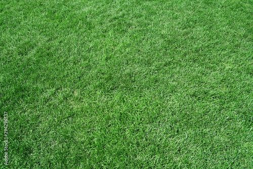 top view of real green grass background