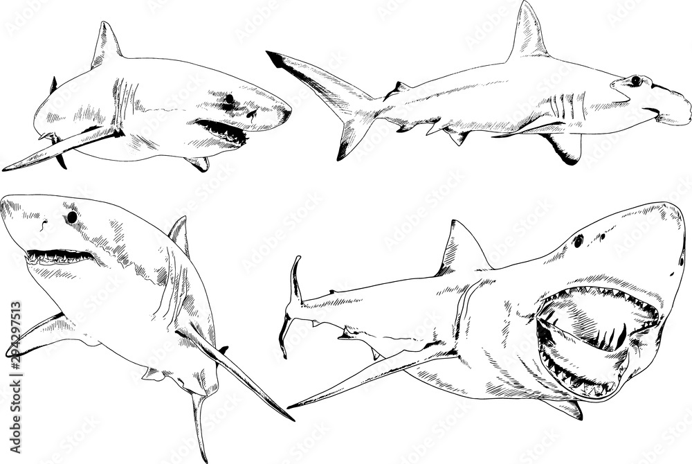 Fototapeta great white shark drawn in ink freehand sketch logo