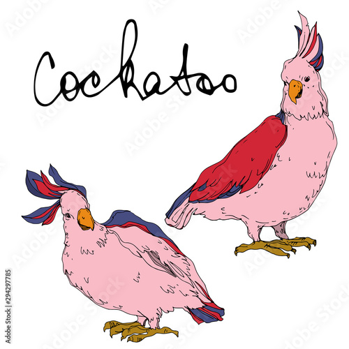 Vector Sky bird cockatoo in a wildlife isolated. Black and white engraved ink art. Isolated parrot illustration element.