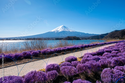 Mountain fuji with beautiful cherry blossom at kawaguchiko, Japan..winter season