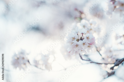 桜 © kyota