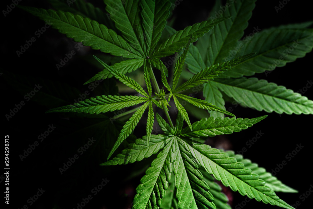 marijuana on black background marijuana on black background