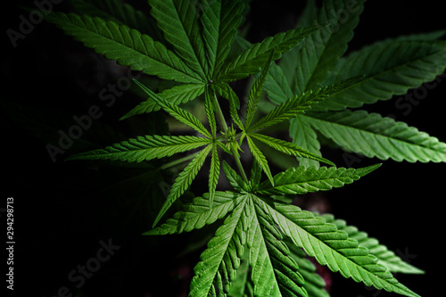 marijuana on black background