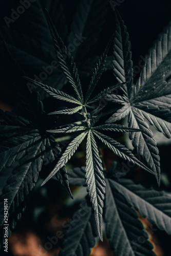 marijuana on black background