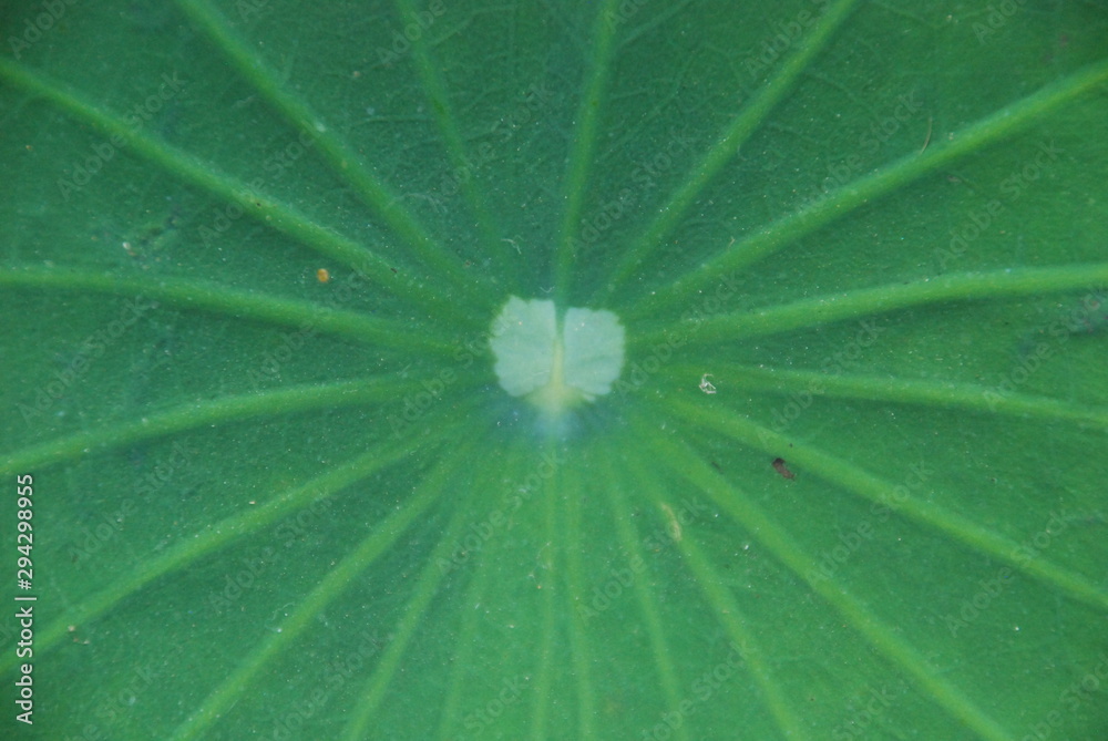 leaf, green, nature, plant, macro, water, texture, leaves, drop, garden, abstract, pattern, fresh, rain, flora, tree, closeup, foliage, detail, natural, lotus, vein, close-up, dew, summer leaf, green, nature, plant, macro, water, texture, leaves, drop, garden, abstract, pattern, fresh, rain, flora, tree, closeup, foliage, detail, natural, lotus, vein, close-up, dew, summer