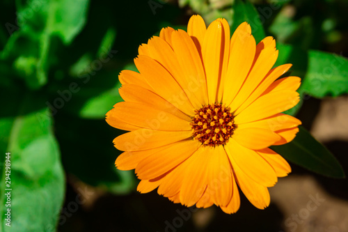 Orange Pot marigold or English marigold  Calendula officinalis  flower on leaf background. Soft colors.