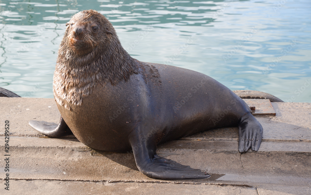 Fototapeta premium Sea Lion in Hout Bay, South Africa
