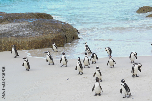 African Penguins  Cape Town  South Africa