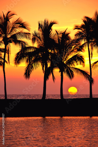 Hawaiian palm tree silhouettes sunset