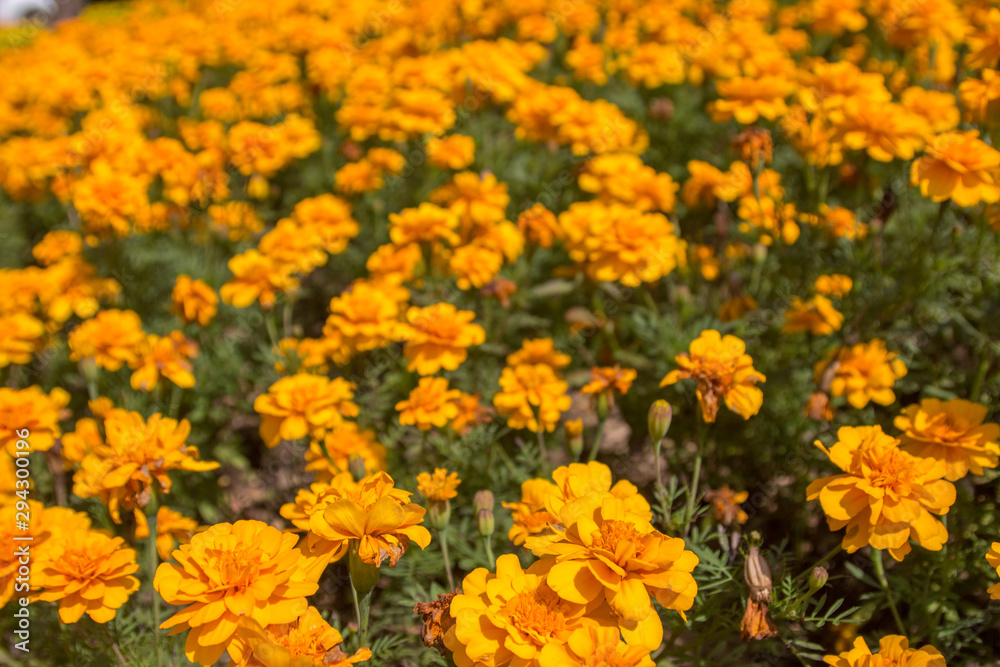 Beautiful colorful winter Flowers Beautiful colorful winter Flowers