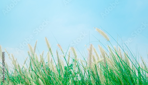 blown white grass field and green leave by the wind