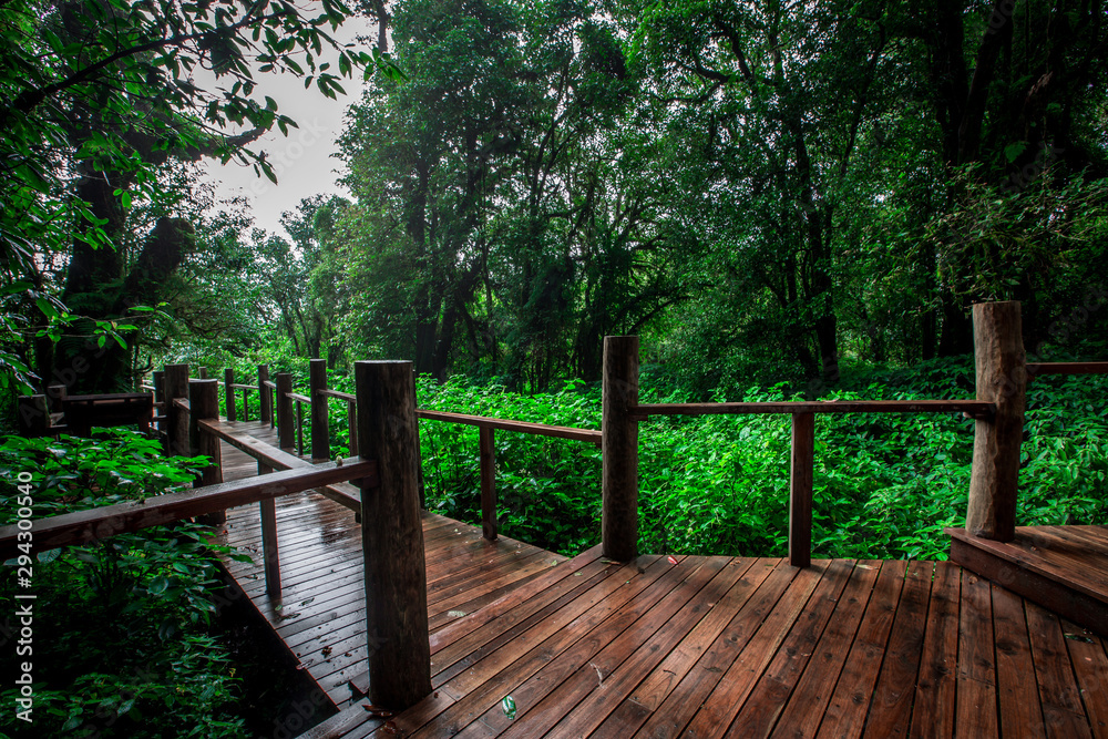 Close-up nature background, surrounded by big green trees, blurred mist of cold weather, wooden bridge to see the scenery while traveling, the beauty of the high mountain ecosystem Close-up nature background, surrounded by big green trees, blurred mist of cold weather, wooden bridge to see the scenery while traveling, the beauty of the high mountain ecosystem