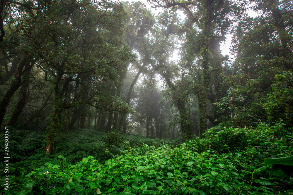 Close-up nature background, surrounded by big green trees, blurred mist of cold weather, wooden bridge to see the scenery while traveling, the beauty of the high mountain ecosystem Close-up nature background, surrounded by big green trees, blurred mist of cold weather, wooden bridge to see the scenery while traveling, the beauty of the high mountain ecosystem