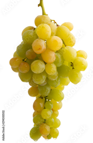 bunch of grapes isolated