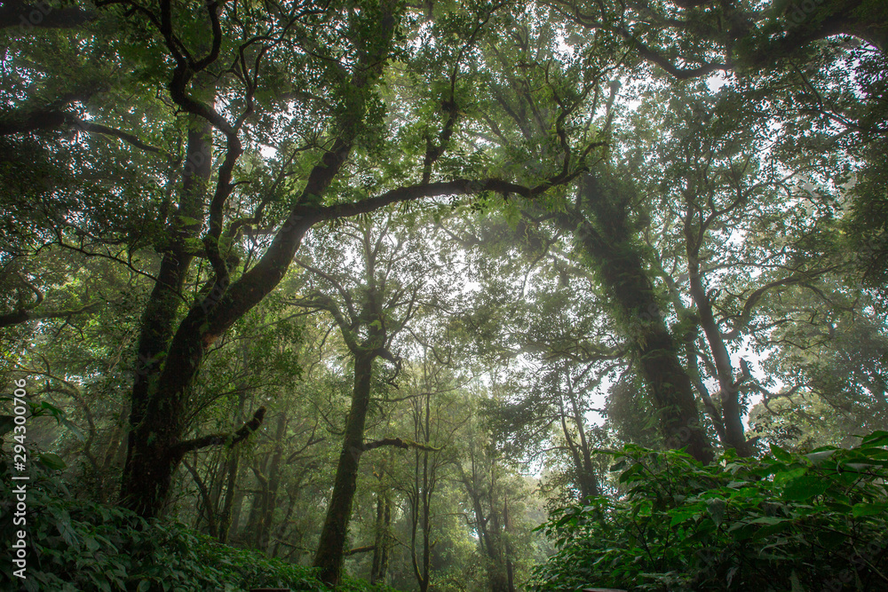 Close-up nature background, surrounded by big green trees, blurred mist of cold weather, wooden bridge to see the scenery while traveling, the beauty of the high mountain ecosystem Close-up nature background, surrounded by big green trees, blurred mist of cold weather, wooden bridge to see the scenery while traveling, the beauty of the high mountain ecosystem