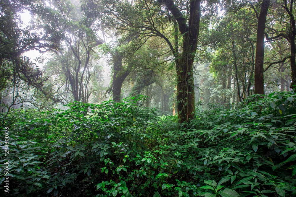 Close-up nature background, surrounded by big green trees, blurred mist of cold weather, wooden bridge to see the scenery while traveling, the beauty of the high mountain ecosystem Close-up nature background, surrounded by big green trees, blurred mist of cold weather, wooden bridge to see the scenery while traveling, the beauty of the high mountain ecosystem