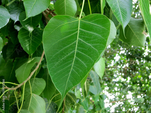 Bodhi Tree  The Bodhi Tree   tree of awakening   is a large and ancient sacred fig tree  Ficus religiosa   also called the Bo Tree  located in Bodh Gaya  Bihar  India  under which Siddhartha Gautama  