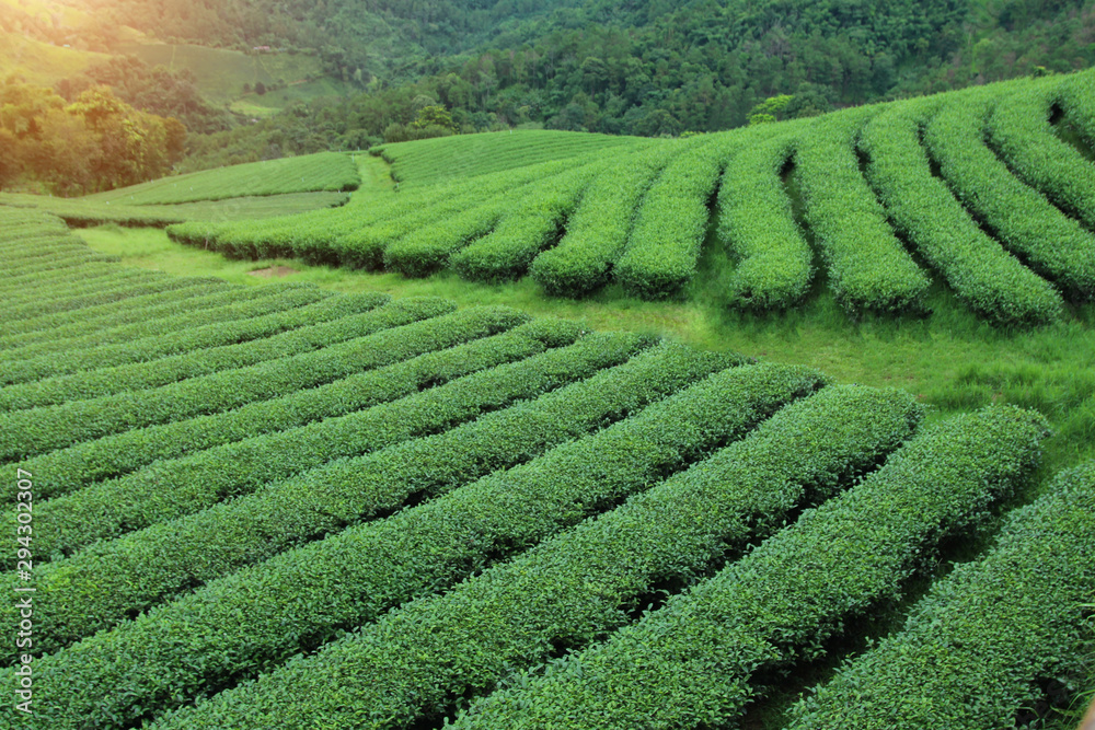 Healthy Mountain Mountain Tea Plantation for Winter Travel