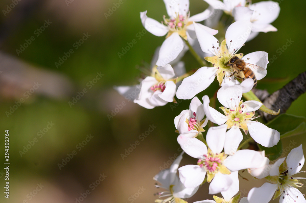 Honeybee pollinating pear blossoms Honeybee pollinating pear blossoms