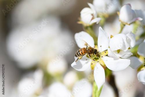 Closeup of honeybee pollinating a pear blossom