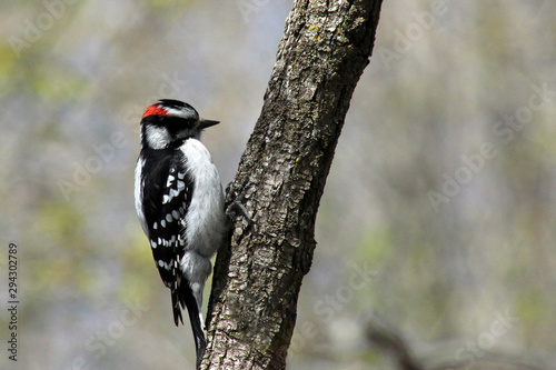 Small woodpecker on tree © Art