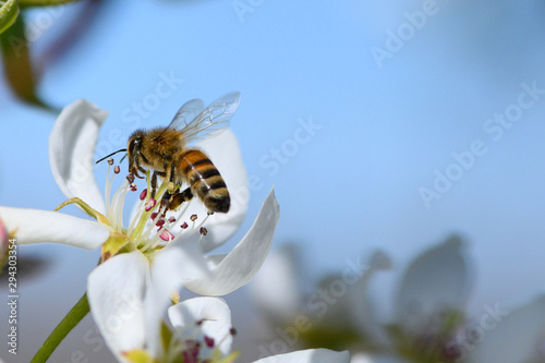 Fotografia Closeup of a honeybee pollinating a pear blossom