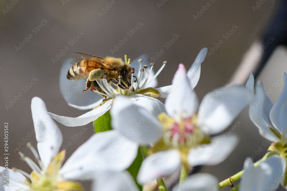 Honeybee pollinating a pear blossom in the spring Honeybee pollinating a pear blossom in the spring