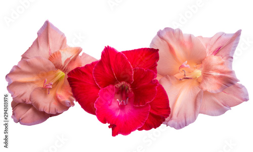 gladiolus flower isolated © ksena32