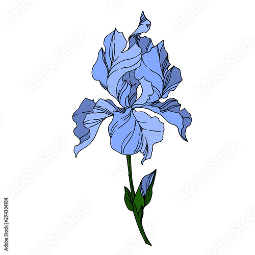 Vector Iris floral botanical flowers. Black and white engraved ink art. Isolated irises illustration element.