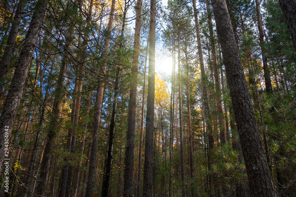 mysterious spruce autumn forest lit by sunlight. mysterious spruce autumn forest lit by sunlight.
