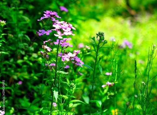 Fresh purple flowers
