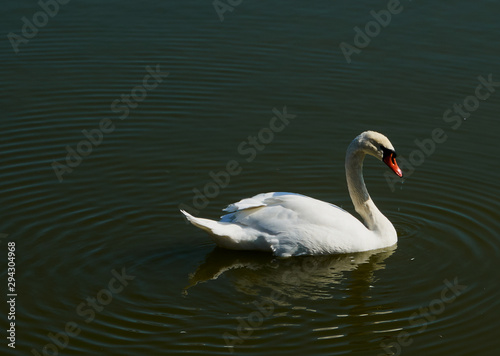 white swan