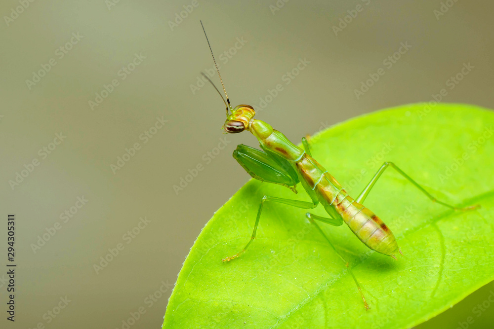 Mantis Mantis