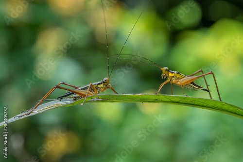 A pair of cute little crickets © Hue Chee Kong