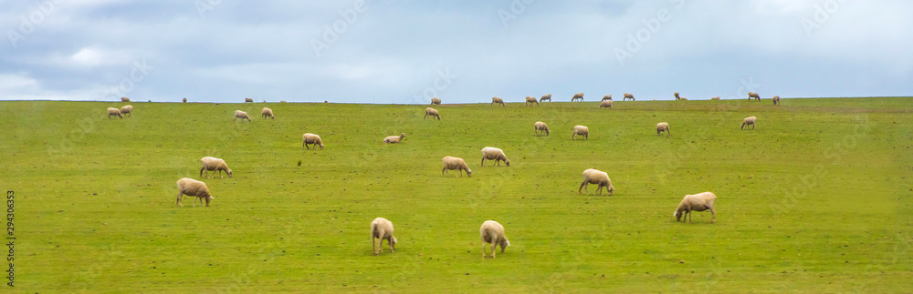 South Africa, sheep graze in the grasslands
