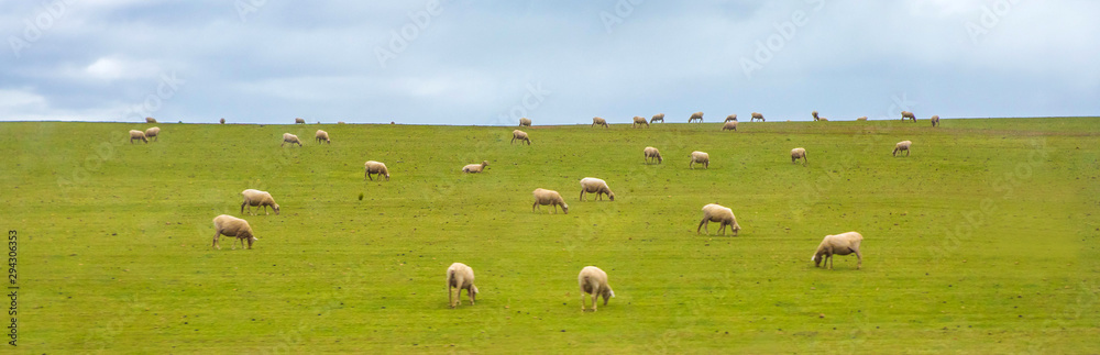 South Africa, sheep graze in the grasslands South Africa, sheep graze in the grasslands
