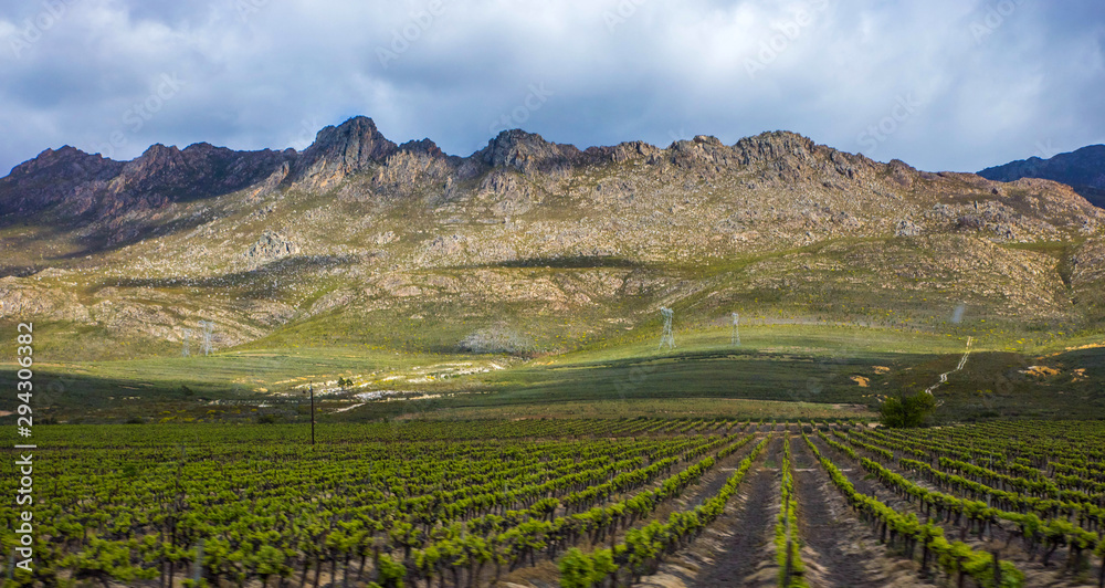 Fototapeta premium South African, Vineyards